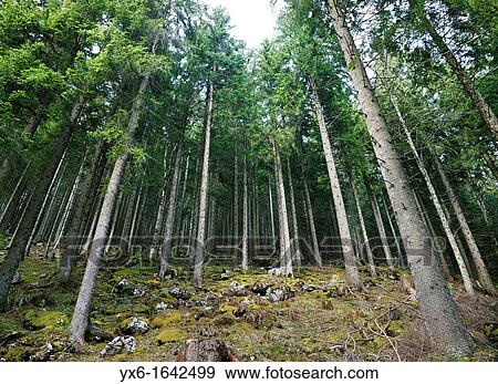 A coniferous forest in the Swiss Alps near Mount Rigi View Large Photo Image Stock Photo - A coniferous forest in the Swiss Alps near Mount Rigi. Fotosearch