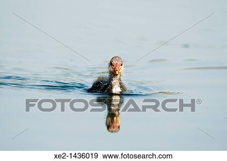 Stock Photo - A Coot chick (Fulica atra), Crete. Fotosearch