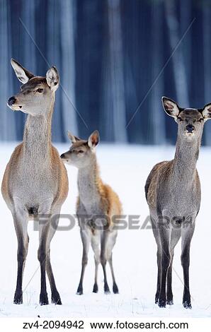 A couble of a red deer (Cervus elaphus) female standing on a meadow in winter View Large Photo Image Stock Image - A couble of a red deer (Cervus elaphus) female standing on a meadow in winter. Fotosearch
