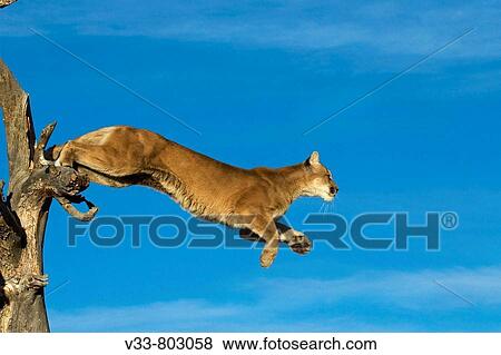 A Cougar Leaps Out of A Tree View Large Photo Image Stock Photo - A Cougar Leaps Out of A Tree. Fotosearch
