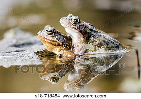 A couple of common frogs in a small pond in the early spring time View Large Photo Image Picture - A couple of common frogs in a small pond in the early spring time. Fotosearch