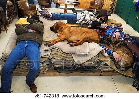 A couple of cowboys and their dogs take a quick nap in the tac room, Flinter Ranch View Large Photo Image Stock Photo - A couple of cowboys and their dogs take a quick nap in the tac room, Flinter Ranch. Fotosearch