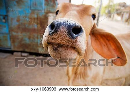 A cow in India View Large Photo Image Stock Image - A cow in India. Fotosearch
