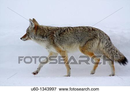 A coyote makes its way through the snow at Yellowstone National Park, Wyoming View Large Photo Image Stock Photo - A coyote makes its way through the snow at Yellowstone National Park, Wyoming. Fotosearch