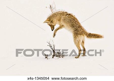 Picture - A coyote pouncing on its prey hidden beneath the snow in Yellowstone Park. Fotosearch