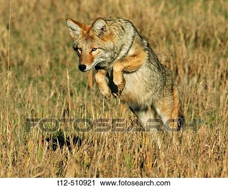 A coyote pouncing on it's prey in the Tetons. View Large Photo Image Stock Image - A coyote pouncing on it's prey in the Tetons.. Fotosearch