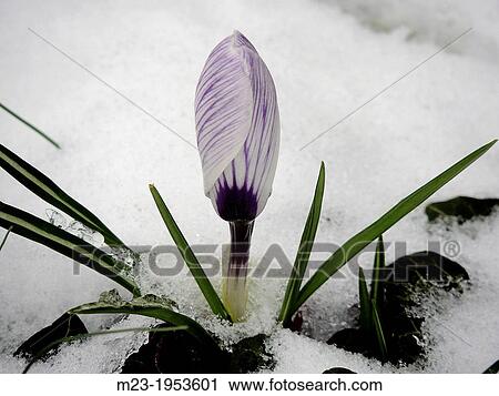A crocus waits in the snow to open up in sunshine, Pennsylvania, USA. View Large Photo Image Stock Image - A crocus waits in the snow to open up in sunshine, Pennsylvania, USA.. Fotosearch