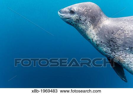 Stock Image - A curious adult leopard seal, Hydrurga leptonyx, underwater in the Errera Channel near the Antarctic Peninsula, Southern Ocean.. Fotosearch