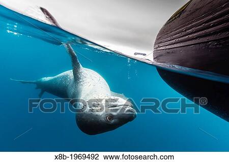 Stock Image - A curious adult leopard seal, Hydrurga leptonyx, underwater in the Errera Channel near the Antarctic Peninsula, Southern Ocean.. Fotosearch