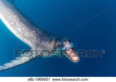 A curious adult leopard seal, Hydrurga leptonyx, underwater in the Errera Channel near the Antarctic Peninsula, Southern Ocean. View Large Photo Image Stock Image - A curious adult leopard seal, Hydrurga leptonyx, underwater in the Errera Channel near the Antarctic Peninsula, Southern Ocean.. Fotosearch