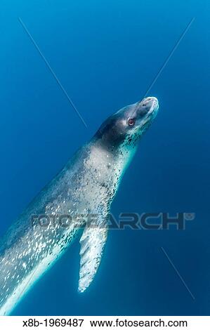 A curious adult leopard seal, Hydrurga leptonyx, underwater in the Errera Channel near the Antarctic Peninsula, Southern Ocean. View Large Photo Image Stock Photo - A curious adult leopard seal, Hydrurga leptonyx, underwater in the Errera Channel near the Antarctic Peninsula, Southern Ocean.. Fotosearch