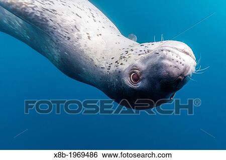 A curious adult leopard seal, Hydrurga leptonyx, underwater in the Errera Channel near the Antarctic Peninsula, Southern Ocean. View Large Photo Image Stock Photograph - A curious adult leopard seal, Hydrurga leptonyx, underwater in the Errera Channel near the Antarctic Peninsula, Southern Ocean.. Fotosearch