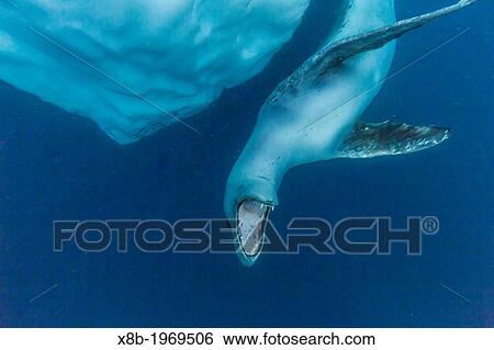 A curious adult leopard seal, Hydrurga leptonyx, underwater near Booth Island, Antarctic Peninsula, Southern Ocean. View Large Photo Image Stock Photograph - A curious adult leopard seal, Hydrurga leptonyx, underwater near Booth Island, Antarctic Peninsula, Southern Ocean.. Fotosearch