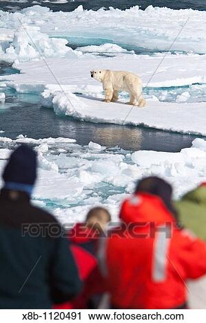 A curious adult polar bear Ursus maritimus approaches the National Geographic Explorer in the Barents Sea off the eastern coast of Edgeya Edge Island in the Svalbard Archipelago, Norway View Large Photo Image Stock Image - A curious adult polar bear Ursus maritimus approaches the National Geographic Explorer in the Barents Sea off the eastern coast of Edgeya Edge Island in the Svalbard Archipelago, Norway. Fotosearch