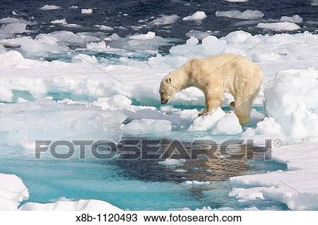 A curious adult polar bear Ursus maritimus approaches the National Geographic Explorer in the Barents Sea off the eastern coast of Edgeya Edge Island in the Svalbard Archipelago, Norway View Large Photo Image Stock Image - A curious adult polar bear Ursus maritimus approaches the National Geographic Explorer in the Barents Sea off the eastern coast of Edgeya Edge Island in the Svalbard Archipelago, Norway. Fotosearch