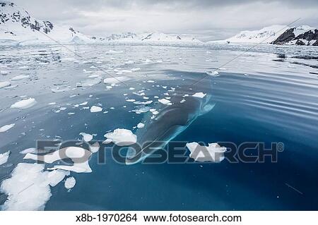 Picture - A curious Antarctic Minke whale (Balaenoptera bonaerensis) in Paradise bay, Antarctica, Southern Ocean.. Fotosearch
