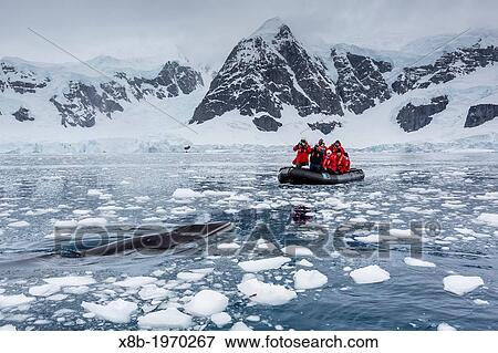A curious Antarctic Minke whale (Balaenoptera bonaerensis) inspecting Zodiac in Paradise bay, Antarctica, Southern Ocean. View Large Photo Image Stock Photo - A curious Antarctic Minke whale (Balaenoptera bonaerensis) inspecting Zodiac in Paradise bay, Antarctica, Southern Ocean.. Fotosearch
