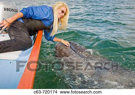 A curious California Gray Whale (Eschrichtius robustus) calf being touched by whalewatcher in San Ignacio Lagoon on the Pacific side of the Baja Peninsula, Baja California Sur, Mexico. View Large Photo Image Picture - A curious California Gray Whale (Eschrichtius robustus) calf being touched by whalewatcher in San Ignacio Lagoon on the Pacific side of the Baja Peninsula, Baja California Sur, Mexico.. Fotosearch