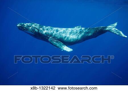 A curious newborn humpback whale calf Megaptera novaeangliae approaches the boat in the AuAu Channel, Maui, Hawaii, USA Pacific Ocean This calf was born in early December, one of the first calves of the season View Large Photo Image Stock Image - A curious newborn humpback whale calf Megaptera novaeangliae approaches the boat in the AuAu Channel, Maui, Hawaii, USA Pacific Ocean This calf was born in early December, one of the first calves of the season. Fotosearch