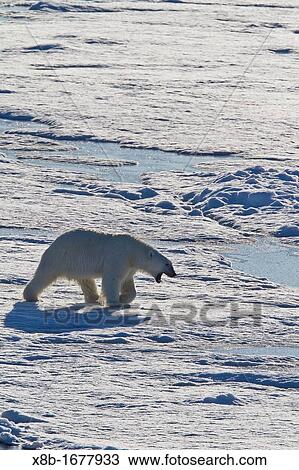 A curious young polar bear Ursus maritimus on ice floe in the Svalbard Archipelago, Norway View Large Photo Image Stock Image - A curious young polar bear Ursus maritimus on ice floe in the Svalbard Archipelago, Norway. Fotosearch