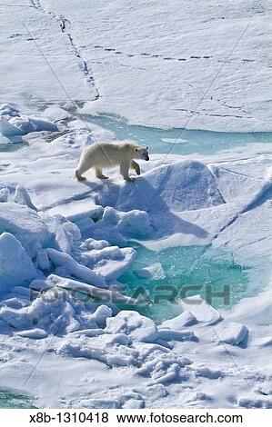 A curious young polar bear Ursus maritimus approaches the National Geographic Explorer along the northwestern coast of Spitsbergen in the Svalbard Archipelago, Norway View Large Photo Image Stock Photo - A curious young polar bear Ursus maritimus approaches the National Geographic Explorer along the northwestern coast of Spitsbergen in the Svalbard Archipelago, Norway. Fotosearch