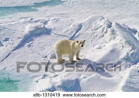 A curious young polar bear Ursus maritimus approaches the National Geographic Explorer along the northwestern coast of Spitsbergen in the Svalbard Archipelago, Norway View Large Photo Image Stock Photo - A curious young polar bear Ursus maritimus approaches the National Geographic Explorer along the northwestern coast of Spitsbergen in the Svalbard Archipelago, Norway. Fotosearch