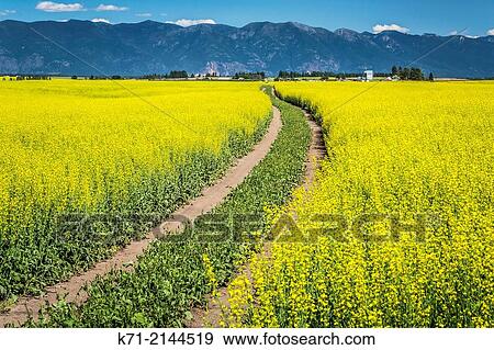 Stock Photo - A curved farm track through a yellow blooming canola field near Kalispell, Montana, USA.. Fotosearch