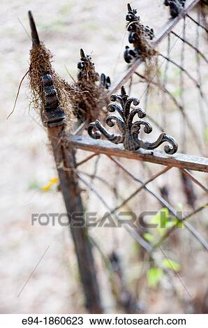 Stock Image - A detail of a wrought iron fence with spanish moss in a cemetery in Selma, Alabama. Fotosearch