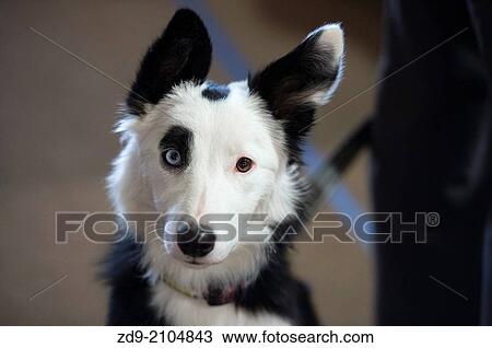 A devoted border collie's eyes are two different colors. View Large Photo Image Stock Image - A devoted border collie's eyes are two different colors.. Fotosearch