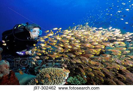 A diver lights a school of pygmy sweeper, Parapriacanthus sp, off the coast of Kubu, Bali, Indonesia, indian Ocean. View Large Photo Image Stock Image - A diver lights a school of pygmy sweeper, Parapriacanthus sp, off the coast of Kubu, Bali, Indonesia, indian Ocean.. Fotosearch