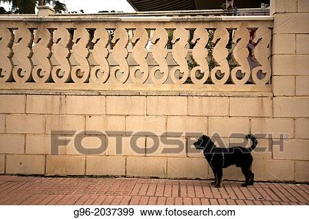A dog at the street. Piles, Valencia, Spain View Large Photo Image Stock Photo - A dog at the street. Piles, Valencia, Spain. Fotosearch
