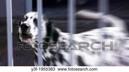 A dog barks from behind a gate. Sound waves focus on the source of the noise View Large Photo Image Stock Image - A dog barks from behind a gate. Sound waves focus on the source of the noise. Fotosearch