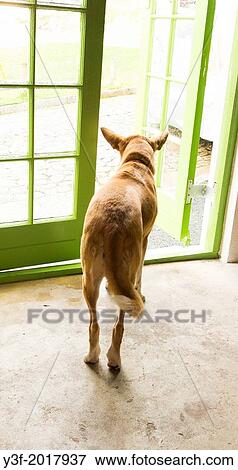 A dog hesitates at an open door - to stay or to go? View Large Photo Image Stock Photo - A dog hesitates at an open door - to stay or to go?. Fotosearch