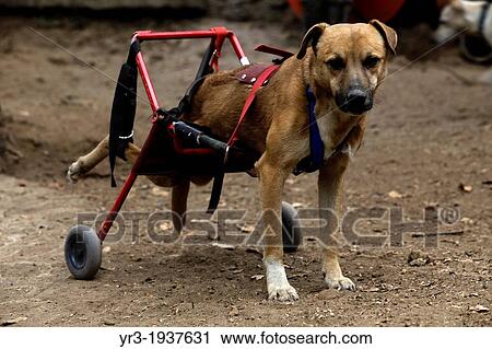 A dog in a wheelchair stands at the "Milagros Caninos, " or Canine Miracles dog sanctuary in Xochimilco, Mexico City View Large Photo Image Stock Image - A dog in a wheelchair stands at the "Milagros Caninos, " or Canine Miracles dog sanctuary in Xochimilco, Mexico City. Fotosearch