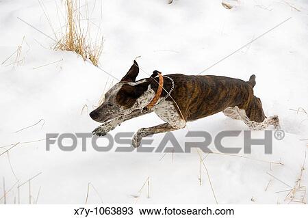 Stock Image - A dog runs in the snow. Fotosearch
