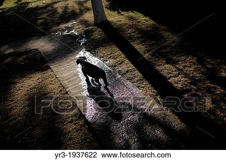 A dog walks at the "Milagros Caninos, " or Canine Miracles dog sanctuary in Xochimilco, Mexico City View Large Photo Image Stock Image - A dog walks at the "Milagros Caninos, " or Canine Miracles dog sanctuary in Xochimilco, Mexico City. Fotosearch