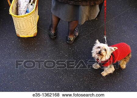 A dog wearing a sweater against the cold at a market. View Large Photo Image Stock Photo - A dog wearing a sweater against the cold at a market.. Fotosearch
