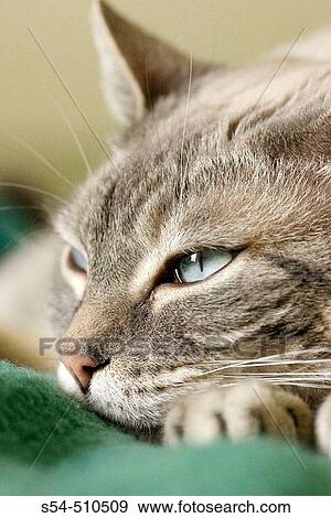 Stock Photo - A domestic cat resting.. Fotosearch