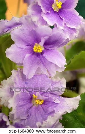 A doubled African Violet View Large Photo Image Stock Image - A doubled African Violet. Fotosearch