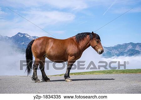 A draft horse in French Pyrenees View Large Photo Image Stock Photography - A draft horse in French Pyrenees. Fotosearch