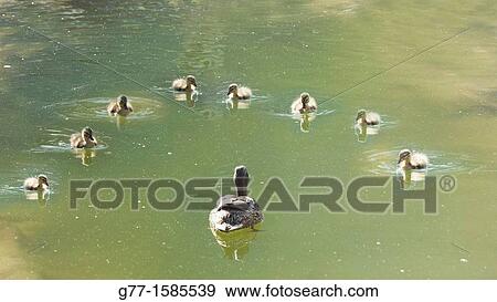 A duck with little ducks View Large Photo Image Stock Photo - A duck with little ducks. Fotosearch
