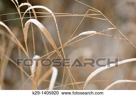 A dusting of snow on dead grasses View Large Photo Image Stock Image - A dusting of snow on dead grasses. Fotosearch