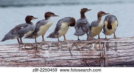A family of mergansers in Bamfield Inlet, on the west coast of Vancouver Island, British Columbia, Canada. View Large Photo Image Stock Photo - A family of mergansers in Bamfield Inlet, on the west coast of Vancouver Island, British Columbia, Canada.. Fotosearch