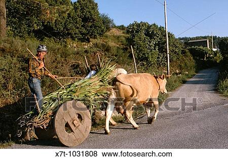 Stock Photo - A farmer and child returning home from the fields with a traditional cart drawn by an ox, between Serans and Corrubedo on the southern end of the Ria de Muros Y Noia. Fotosearch