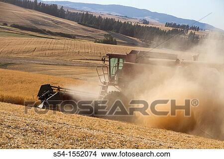 Picture - A farmer harvests peas in his field in Fairfield, Washington, USA. Fotosearch