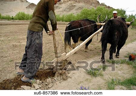 A farmer plowing a field with a team of Yaks Tiksey, Ladakh, India View Large Photo Image Stock Photograph - A farmer plowing a field with a team of Yaks Tiksey, Ladakh, India. Fotosearch