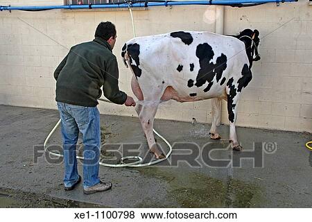 A farmer washing his cow with a hose. View Large Photo Image Stock Photo - A farmer washing his cow with a hose.. Fotosearch