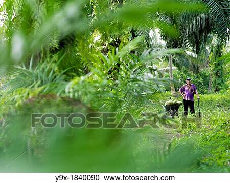 A farmer wearing a New York Yankees hat standing next to his wheel barrel while in the jungle View Large Photo Image Stock Image - A farmer wearing a New York Yankees hat standing next to his wheel barrel while in the jungle. Fotosearch