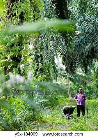 A farmer wearing a New York Yankees hat standing next to his wheel barrel while in the jungle View Large Photo Image Stock Image - A farmer wearing a New York Yankees hat standing next to his wheel barrel while in the jungle. Fotosearch