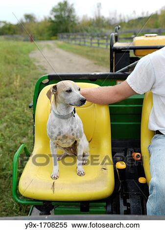 A farmer's dog claims his seat on a farm tractor on a organic farm in Upstate New York View Large Photo Image Stock Photography - A farmer's dog claims his seat on a farm tractor on a organic farm in Upstate New York. Fotosearch